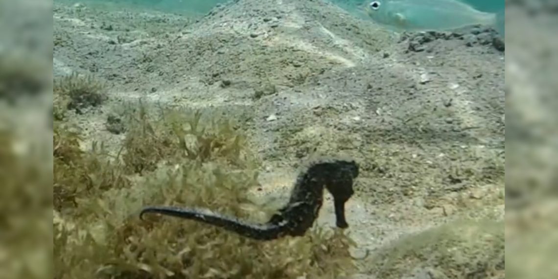 Científicos venezolanos hallan ejemplar de caballito de mar en fase reproductiva