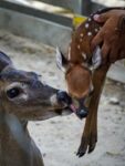 Crece la familia del Zoológico Las Delicias con el nacimiento de un venado cola blanca