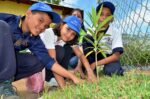 Día Nacional del Árbol: un llamado a la conservación y al futuro del planeta