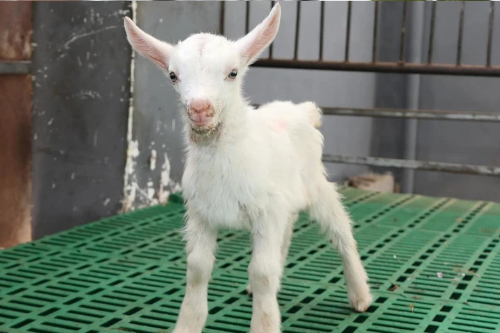 China logra la primera clonación masiva de cabras lecheras de alto rendimiento