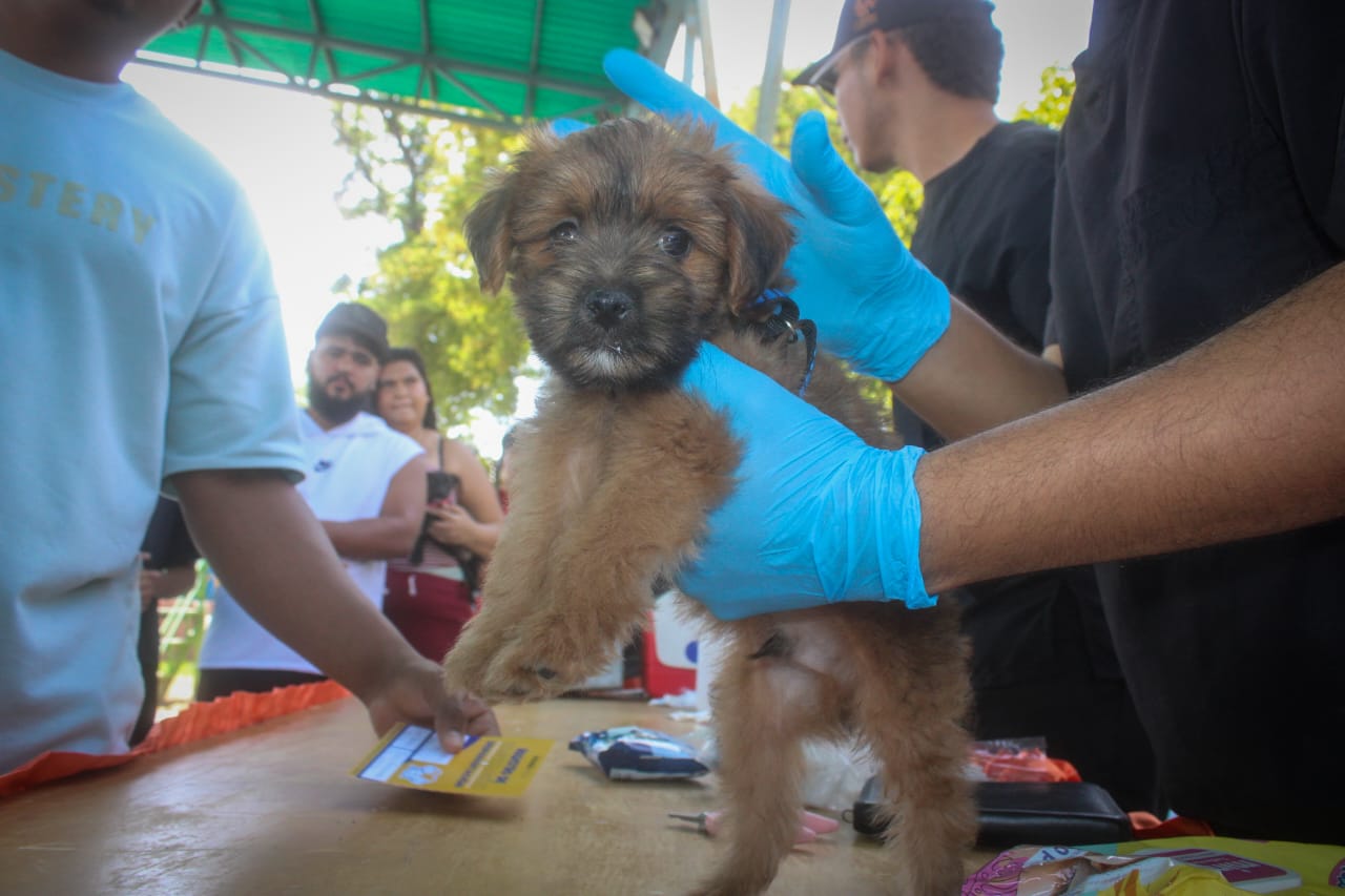 Protección Animal de Mariño brindó atención integral a mascotas en dos comunas