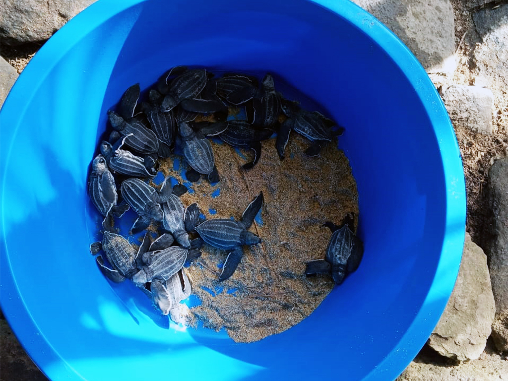 Liberaron 13 tortuguillos de la especie cardón en costas de La Guaira
