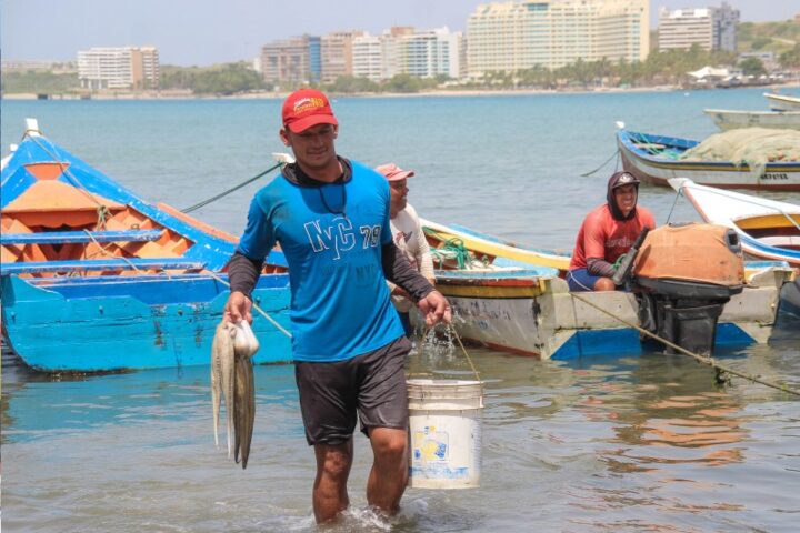Pescadores se preparan para el inicio de la temporada de pulpo