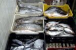 Sector pesca y acuicultura crece 15% este 2026
