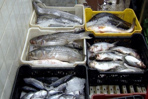 Sector pesca y acuicultura crece 15% este 2026