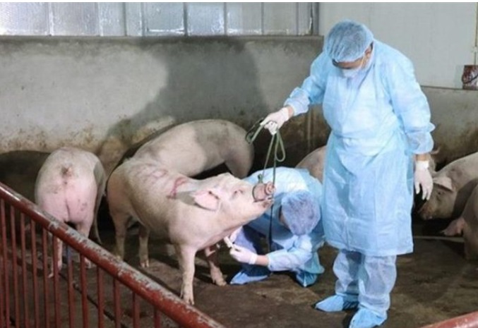 Confirman brote de peste porcina en Moldavia