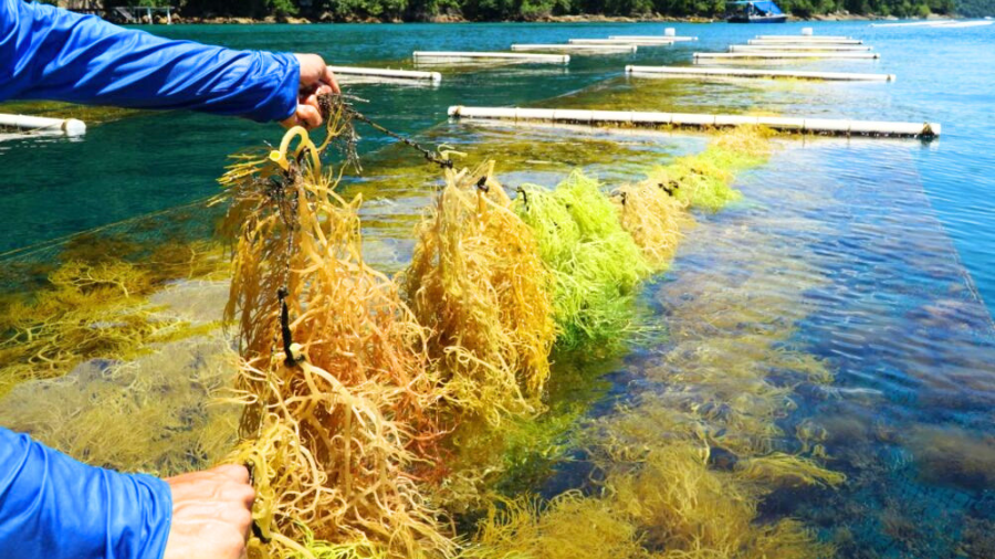 Venezuela se posiciona como el segundo mayor exportador de algas marinas en Latinoamérica