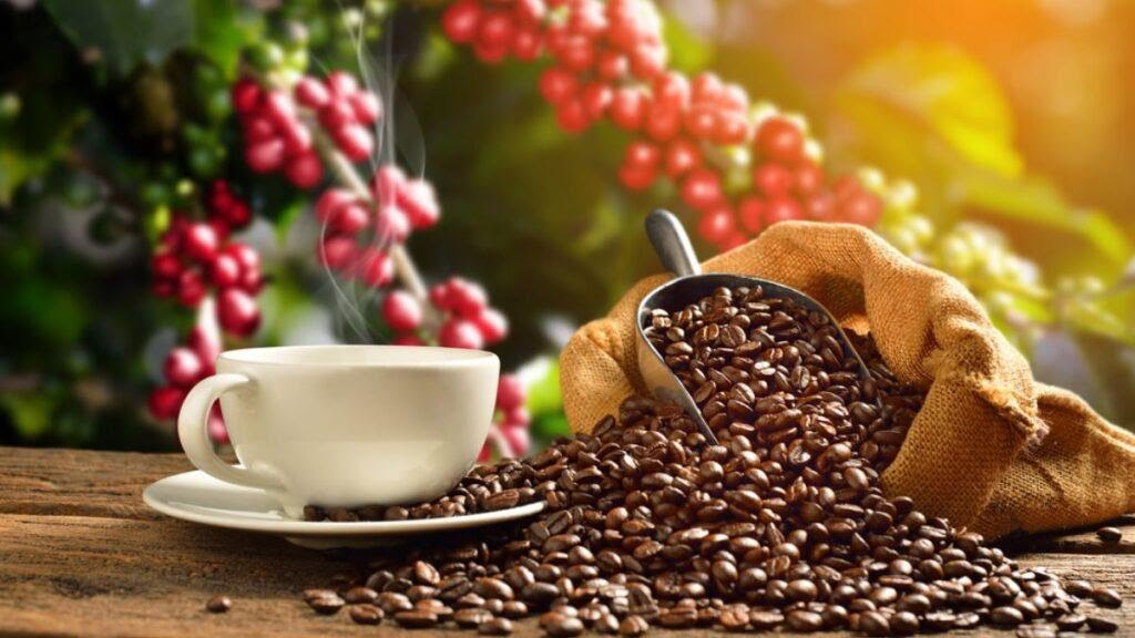 Leyes del Café y el Cacao fortalecerán desarrollo agrícola