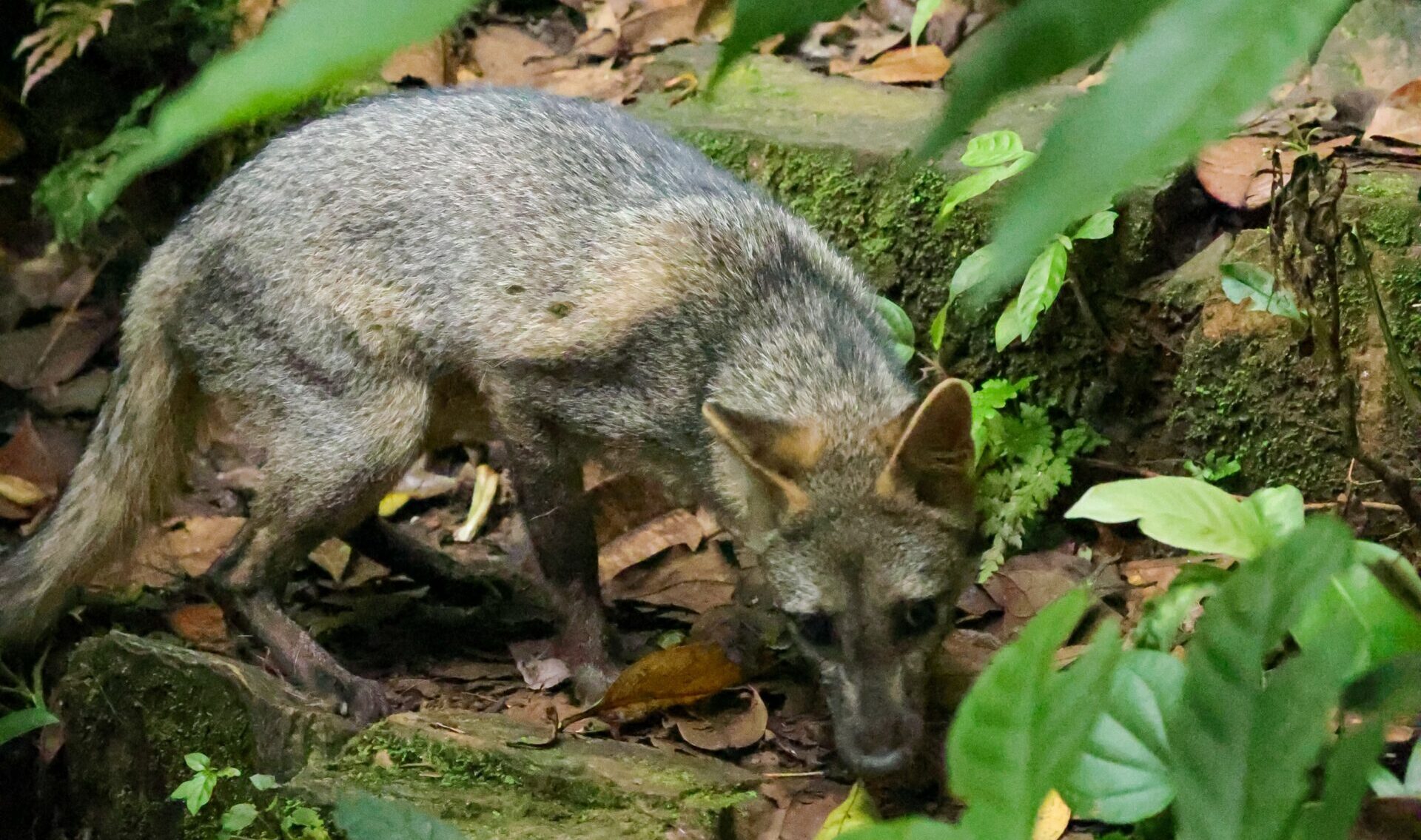 Parque Nacional  “Henri Pittier” incorpora especies a sus ecosistemas protegidos