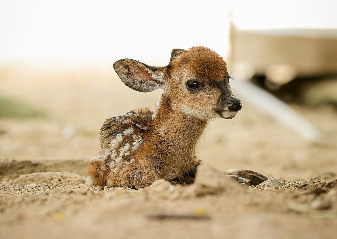 Zoológico Las Delicias anunció nacimiento de un venado cola blanca