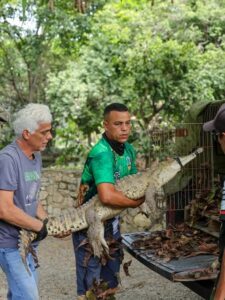 Zoológico Las Delicias amplía su programa de conservación con dos caimanes del Orinoco