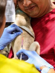 SABA inmunizó a más de 300 mascotas en jornada de vacunación antirrábica