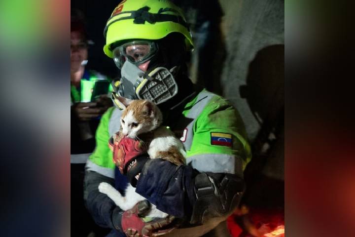 Rescatan en La Guaira a gata que pasó 23 días bajo los escombros