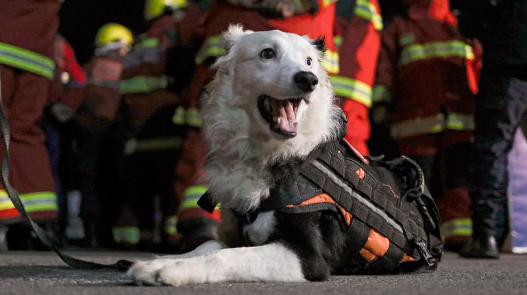 Tutor de Tsunami promueve creación de brigada canina de rescate