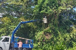 Gobierno Bolivariano ejecuta Plan Pica y Poda en Costa de Oro