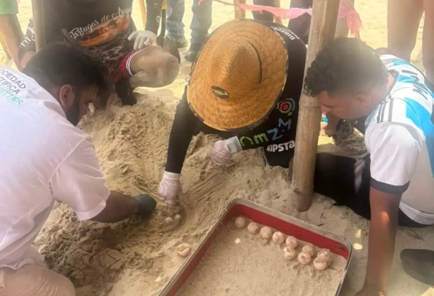 Hallan nido de Tortuga Cabezona en la bahía de Cata