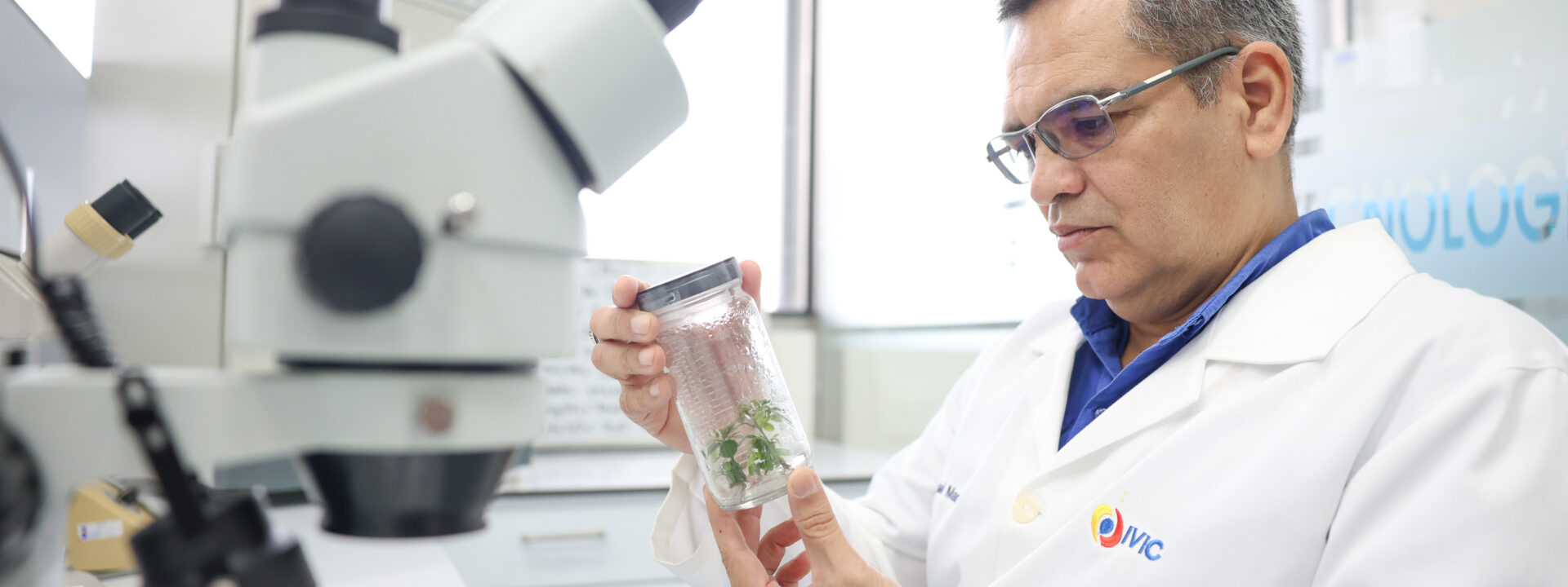 IVIC optimiza la producción de semillas mediante biotecnología vegetal