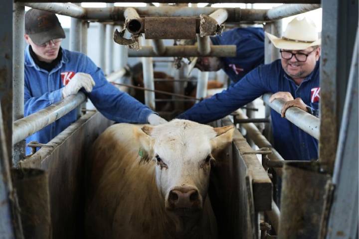 Sequía en Europa agota las reservas de alimento concentrado para ganados