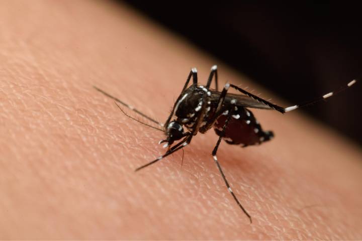 Infecciones por mosquitos avanzan en Europa y encienden las alarmas