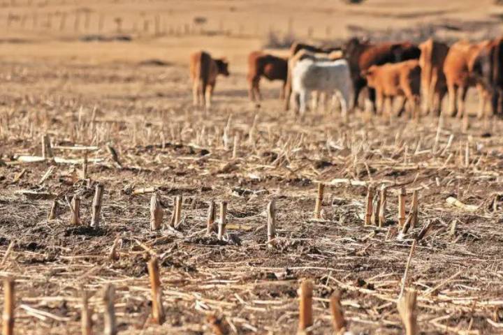 Sequía genera cuantiosas pérdidas a 10 mil campesinos en la frontera sur de México