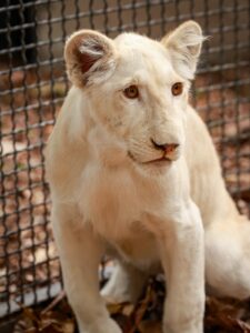 La leona blanca Furia florece en el Zoológico Las Delicias