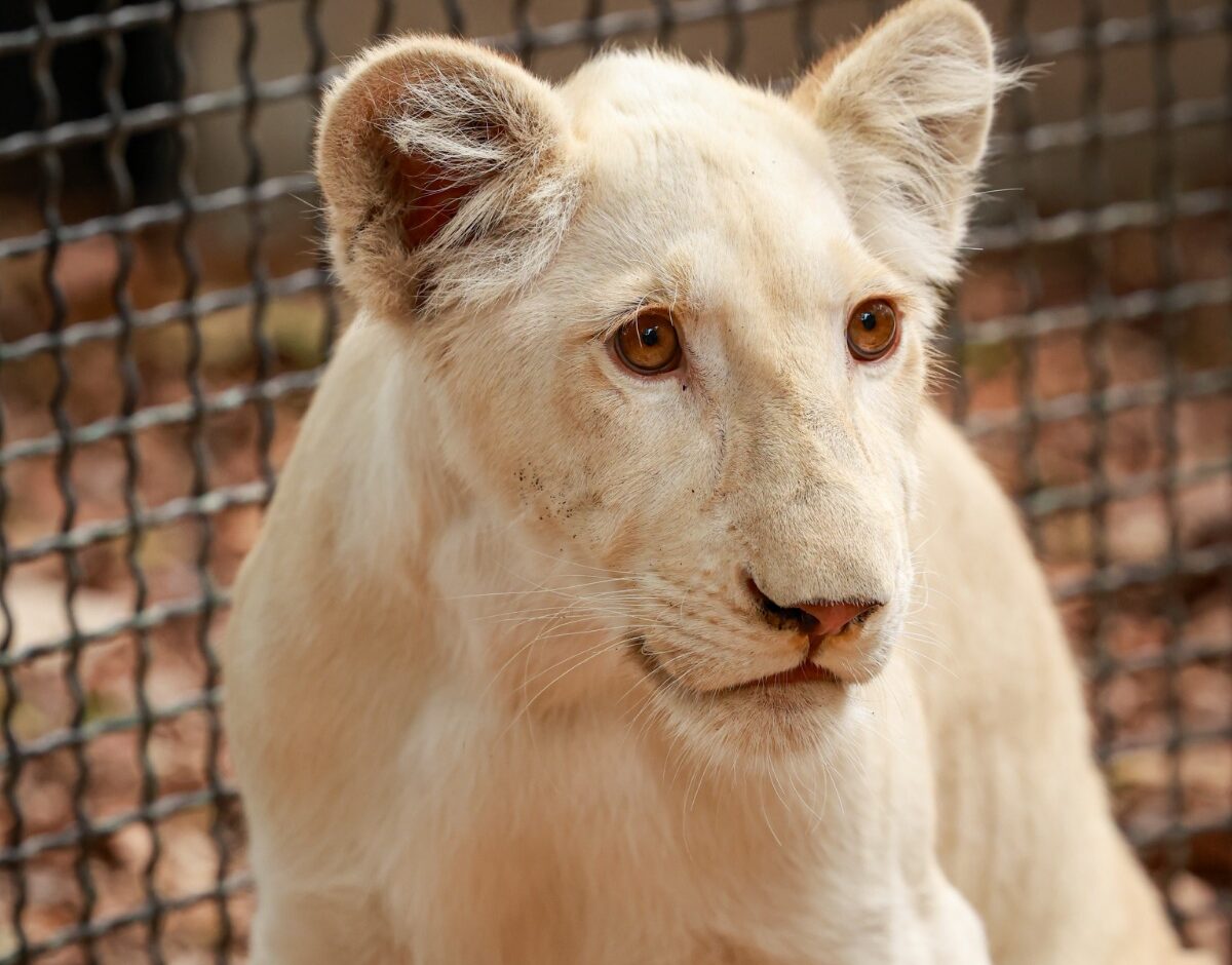 La leona blanca Furia florece en el Zoológico Las Delicias