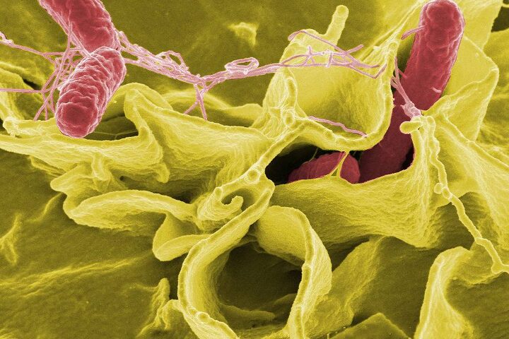 Brote de salmonelosis en el Reino Unido podría tener su origen en Ucrania