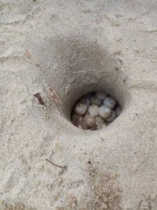 Eclosión de tortugas en Cata elevó la conciencia y el trabajo en equipo