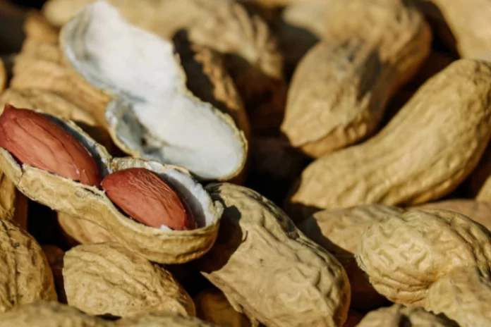 Venezuela impulsa producción de maní para posicionarlo en mercado internacional